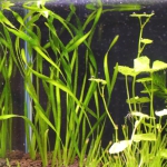 植栽から2日目　スクリューバリスネリア